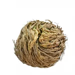 Rosa de Jericó
